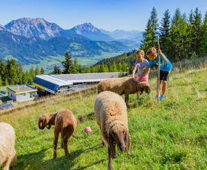 Children with sheep at the Quattralpina valley station