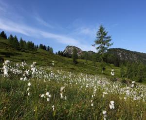 Eine Feld mit Wollgras nahe der Loosbuehelalm
