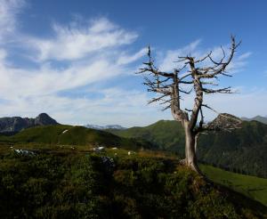Zirbe nahe der Loosbuehelalm