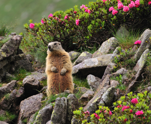 Marmot in the mountains