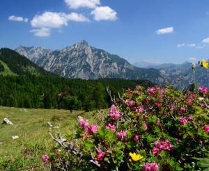 Summer on the Postalm