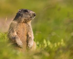 Murmeltier auf einer gruenen Wiese