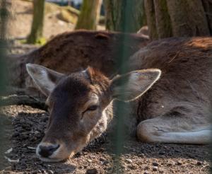 Wildpark Ferleiten