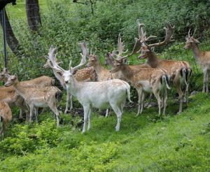 Wildlife Park Untertauern