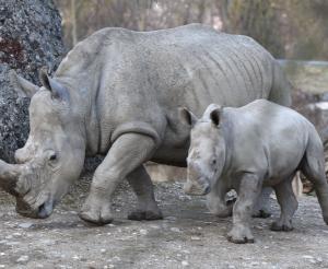 Nashoerner im Zoo Salzburg