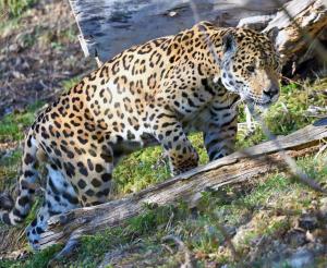 Jaguar at Salzburg Zoo