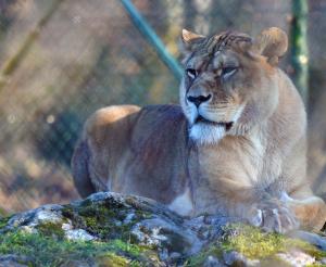 Loewin im Zoo Salzburg