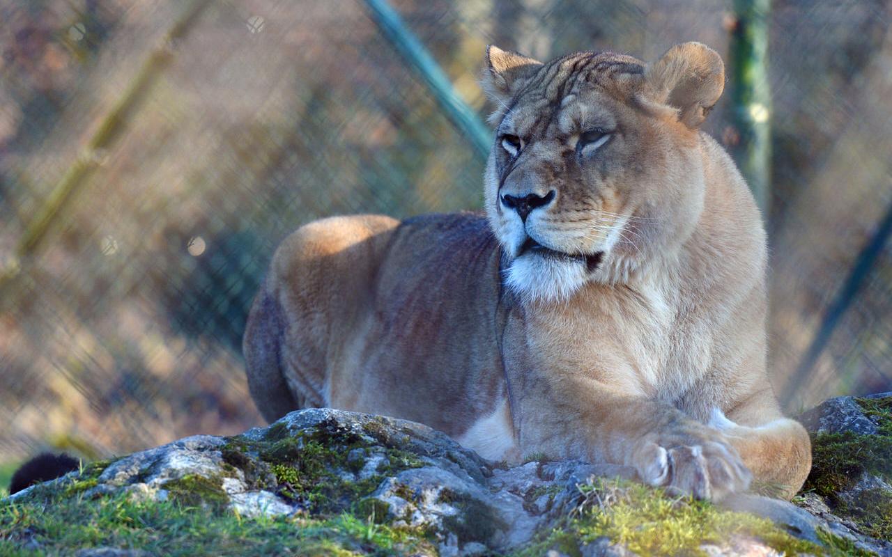 Visit Austria Salzburg Zoo EN Visit Austria Salzburg Zoo EN