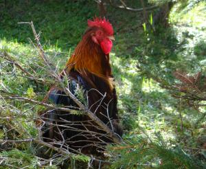 Bewohner der Filzmoosalm