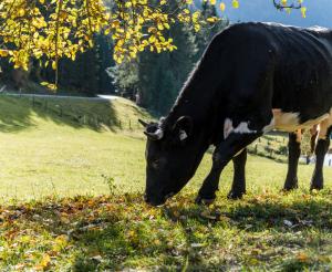 Tiere rund um den Berggasthof