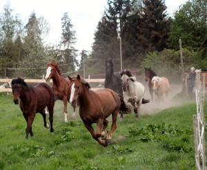 Die Pferde am Reiterhof Brandstätter
